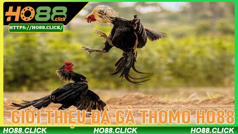 Giới thiệu Đá gà thomo Ho88 - Sân chơi đỉnh cao cho fan gà